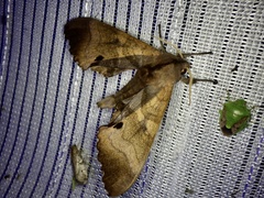 Marumba echephron
