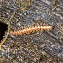 Nearctodesmidae