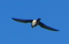 Falco sparverius sparverius
