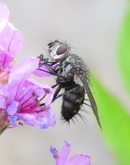 Trochilodes skinneri
