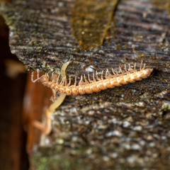 Nearctodesmidae