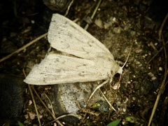 Mythimna flavostigma