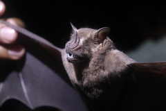 Artibeus lituratus
