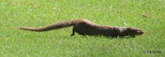 Urva auropunctata