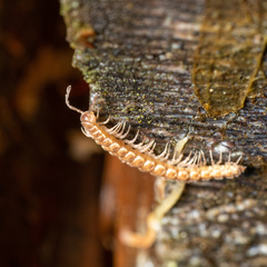 Nearctodesmidae