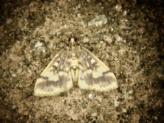 Pseudebulea fentoni