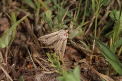 Mythimna l-album