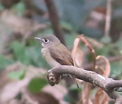 Muscicapa muttui