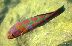 Thalassoma trilobatum
