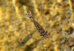 Palaemon debilis