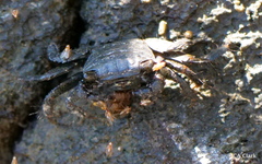 Metopograpsus thukuhar