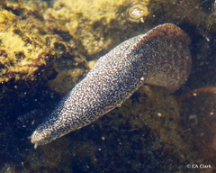 Gymnothorax pictus