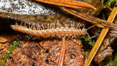 Nearctodesmidae