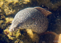 Gymnothorax pictus