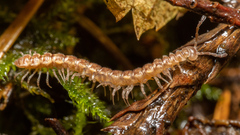 Nearctodesmidae