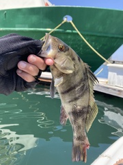 Paralabrax nebulifer