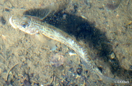 Oxyurichthys lonchotus observed 2022-10-07