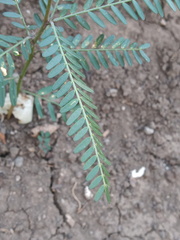 Phyllanthus urinaria