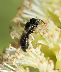 Ceratina dentipes
