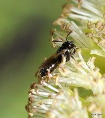 Ceratina dentipes