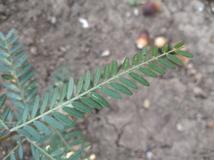 Phyllanthus urinaria