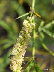 Prosopis pallida