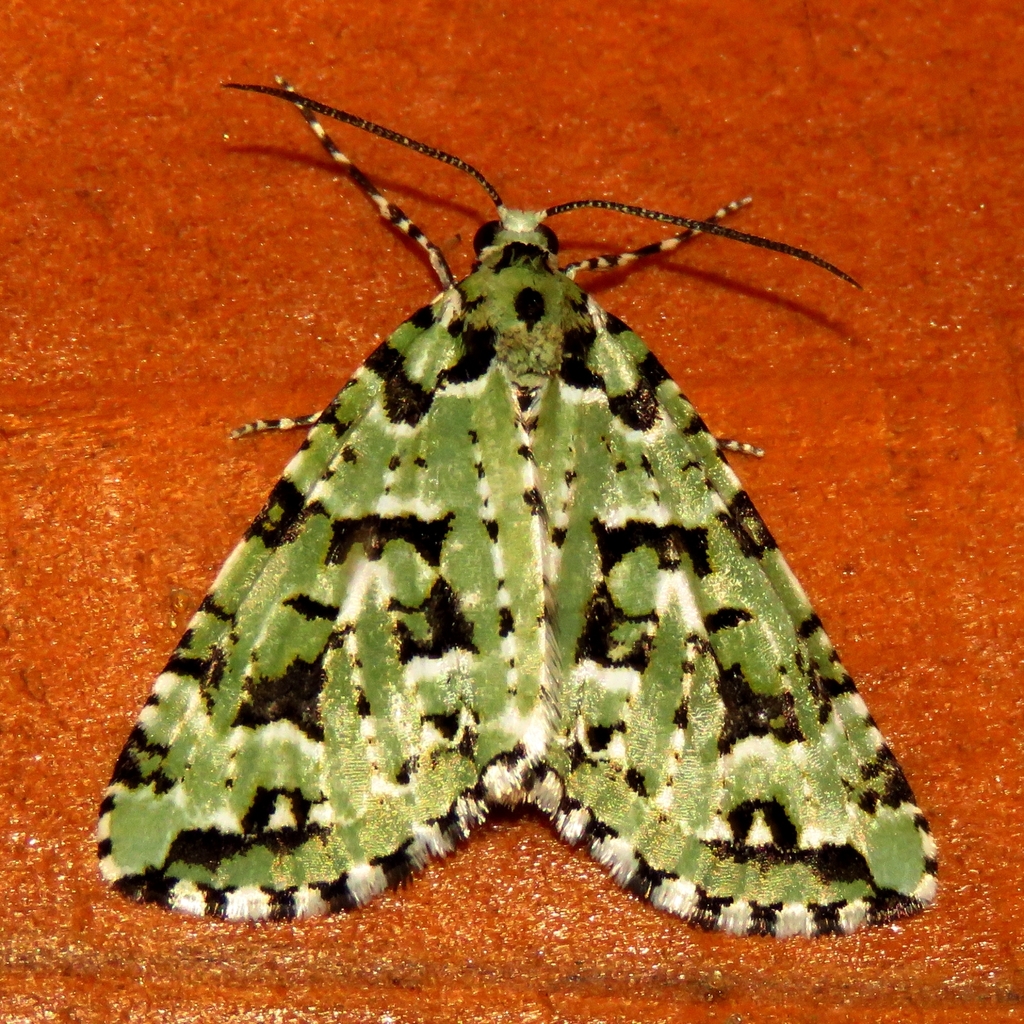 Danielaparra fragmentata