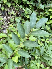 Lindera glauca