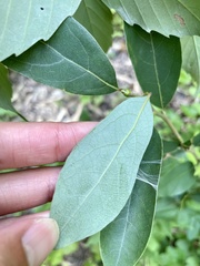 Lindera glauca