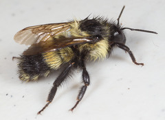 Bombus vagans bolsteri