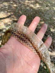 Elaphe quadrivirgata