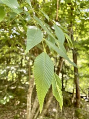 Alnus pendula
