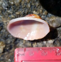 Barbatia domingensis