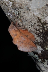 Phyllodesma tremulifolia