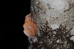 Phyllodesma tremulifolia