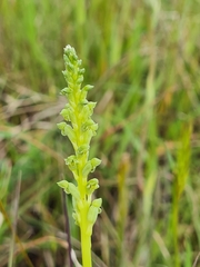 Microtis unifolia