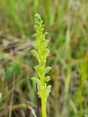 Microtis unifolia