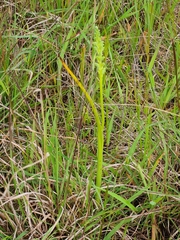 Microtis unifolia