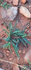 Urochloa serrata