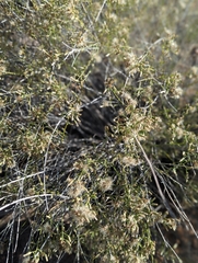 Baccharis sergiloides