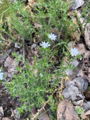 Stellaria pungens