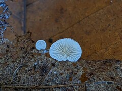 Clitopilus