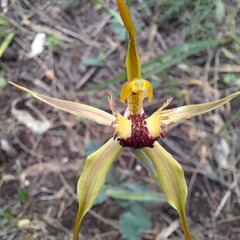 Caladenia longiclavata