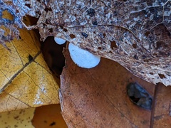 Clitopilus