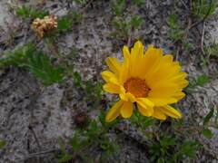 Grindelia atlantica
