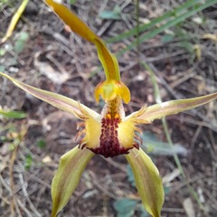 Caladenia longiclavata