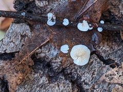 Clitopilus