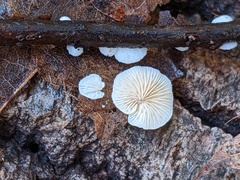 Clitopilus