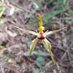 Caladenia longiclavata