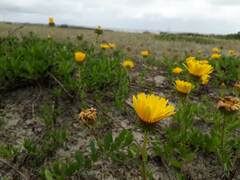 Grindelia atlantica